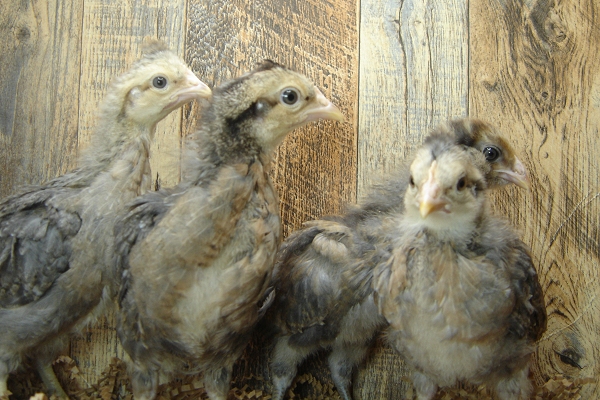 4 Pullet Chicks Week 3
